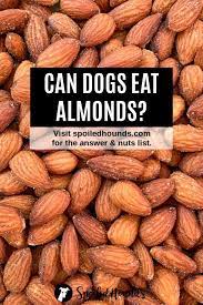 Nuts Dogs Can Eat And Nuts Harmful To Dogs Spoiled Hounds Can Dogs Eat Toxic Foods For Dogs Dog Food Recipes