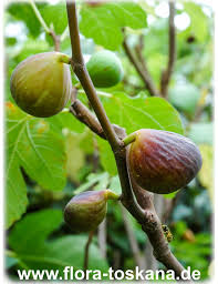 Image result for Carica