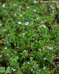 Image result for Sherardia arvensis