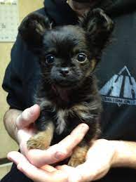 Will come with a starter …. Teacup Black And Tan Long Haired Chihuahua Novocom Top