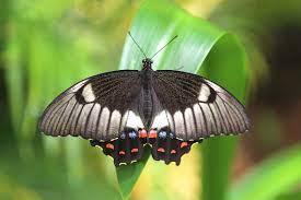 Spicebush swallowtail chrysalises palamedes chrysalises. Papilio Aegeus Wikipedia