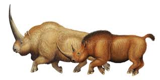 Joseph J Ortega A Size Comparison Of The Fossil Rhinoceros Species Elasmotherium Sibricum And Coelodon Prehistoric Animals Ancient Animals Extinct Animals