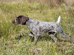 There are certain basic training commands all puppies should learn, even before kindergarten obedience classes can start. German Shorthaired Pointers 10 Fun Facts About These All Around Dogs