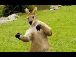 Boxing Kangaroo Kangaroo Funny Animals Funny Animal Pictures