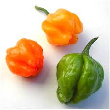 Check spelling or type a new query. Scotch Bonnet Peppers Substitutes Ingredients Equivalents Gourmetsleuth