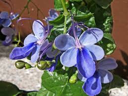Image result for Clerodendrum buchneri