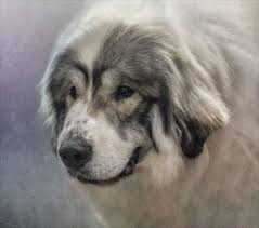 Shedding, however, is constant with great pyrenees, so brushing helps manage the flying fur. Gray Great Pyrenees Online Shopping