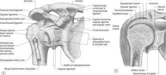 Simple easy notes for quick revision for exams. Biomechanics And Assessment Of The Painful Shoulder Clinical Gate