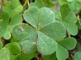 Image result for Oxalis corniculata