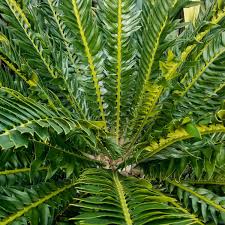 Image result for Encephalartos aplanatus