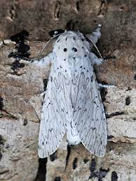 Mariposas Nocturnas Los Fantasmas De La Noche