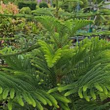 Image result for Araucariaceae