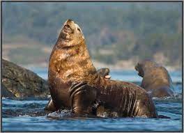 The Steller Sea Lion One Of The Largest Members Of The Seal Sea Lion And Walrus Family Is Currently On The Federal Threatened S Sea Lion Arctic Animals Lions