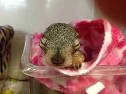 What To Do If You Find A Baby Squirrel On The Ground Baby Squirrel Baby Squirrel Care Squirrel Funny