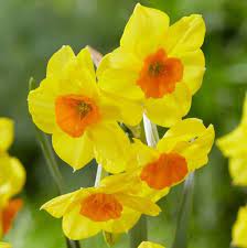 Narcissus Martinette Big Clusters Of 4 To 5 Intensely Fragrant Flowers On Tall Stems Rounded Slightly Wavy Peta Beautiful Flowers Fragrant Flowers Narcissus