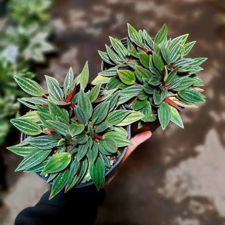 پپرومیا روسو (Peperomia rosso) در گلفروشی آنلاین طرح گل #پپرومیاروسو