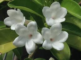 Image result for Jasminum breviflorum