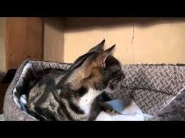 Funny Video Funny Cat Crazy Cat Sparta Giving Birth To 6 Kittens Http Www Gigglefinger Com Funny Video Funny Cat Crazy Cat S Crazy Cats Funny Cats Cats