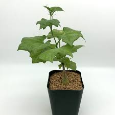 Image result for Oxyanthus goetzei