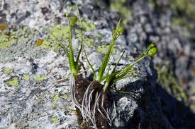 Image result for Subularia