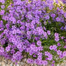 Flowers of the creeping phlox come in red, white, pink and lavender and emerge with the first signs of spring. Purple Beauty Creeping Phlox High Country Gardens