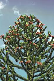 Der außergewöhnliche baum begeistert mit seiner auffälligen form. Andentanne Chilenische Araukarie Kostenloses Foto Auf Pixabay