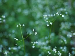 Find a beautiful collection of white flower arrangements at proflowers. Round Leaf Bedstraw Flowers White Free Photo On Pixabay