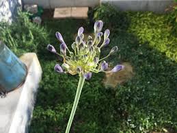 アガパンサスが２年目でついに開花 まさに弾ける青色の花火 ズボラな週末ガーデニング