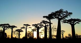 Explore all the natural beauty madagascar has to offer through our travel guides, itineraries, and travel product reviews. What Have We Done