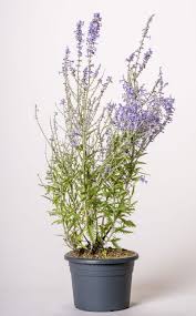 Image result for Perovskia atriplicifolia lacey blue lisslitt photo