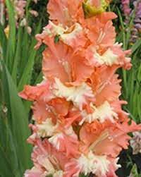 Gladiolus Hybrida Coral Lace Gladiolus Beautiful Flowers Flowers