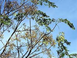 It grows in a subtropical climate. The Chinaberry Tree