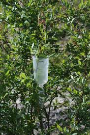 Colletotrichum fioriniae Su ve kloroform tabanlı yaban mersini ve kızılcık  çiçek özleri kalkınma