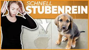 Je eher der welpe lernt sein kleines und großes geschäft draußen und nicht in der wohnung zu machen, umso stressfreier wirst du deinen hund stubenrein bekommen. Hund Stubenrein Bekommen I 4 Tipps Fur Schnelle Stubenreinheit