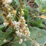 Image result for Cuscuta australis