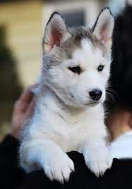 Grown huskies will need about 2½ cups of premium dry food per day, divided into two meals. Husky Puppy Puppies Cute Dogs And Puppies Cute Puppies