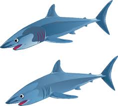 Maybe you would like to learn more about one of these? Index Of Images Dibujos De Tiburones