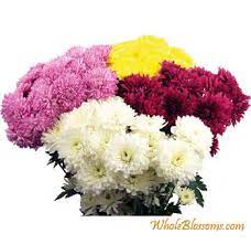 Buy Wholesale Cushion Pom Chrysanthemum Flowers For Events Chrysanthemum Flower Wholesale Flowers Amazon Flowers