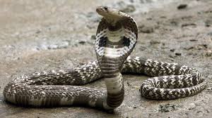 There are many kinds of snakes for sale in the world and many of them are beautiful and exotic. Snake Control Pco