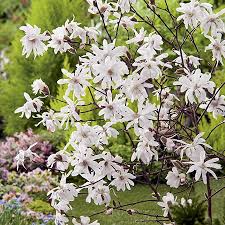 Pin On Ornamental Trees