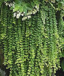Alternatives To Impatiens Impatiens Walleriana Shade Plants Planting Flowers Plants