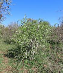 Image result for Garcinia volkensii