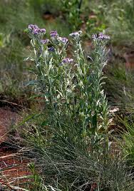 Image result for Vernonia natalensis