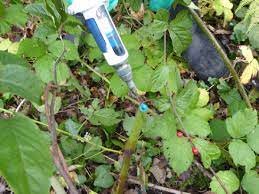 The ideal habitat for japanese knotweed is moist, sunny spots, such as gardens, lawns, roadsides, and riverbanks. Home Japanese Knotweed And Invasive Plant Control Specialists Ireland