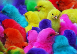 Pernah Beli Ayam Ayaman Yang Warna Warni Ga Ask Fm Rezaphlv