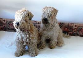 Image result for irský teriér