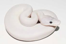 Try browsing the ball pythons index if you're looking for something specific. Mojave Ball Python Morph