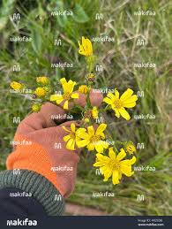 Image result for Euryops chrysanthemoides