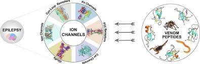 email protected dimensions and specifications are approximate and based on the most current information possible at the time of publication. Venom Derived Modulators Of Epilepsy Related Ion Channels Sciencedirect