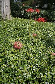 Asiatic jasmine (trachelospermum asiaticum) or asian jasmine is the fastest growing evergreen vine landscaping groundcover from the family apocynaceae. Asiatic Jasmine University Of Florida Institute Of Food And Agricultural Sciences